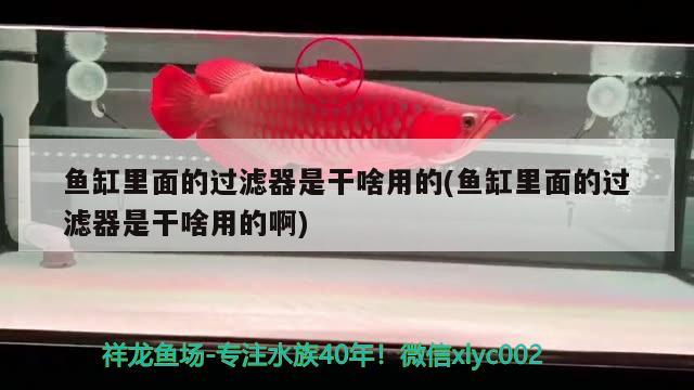 魚缸里面的過濾器是干啥用的(魚缸里面的過濾器是干啥用的啊) 金老虎魚