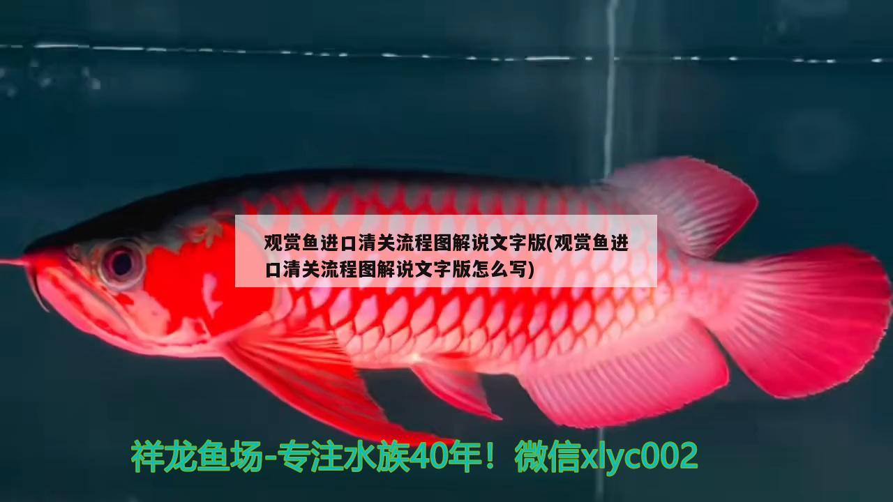 觀賞魚進(jìn)口清關(guān)流程圖解說文字版(觀賞魚進(jìn)口清關(guān)流程圖解說文字版怎么寫) 觀賞魚進(jìn)出口