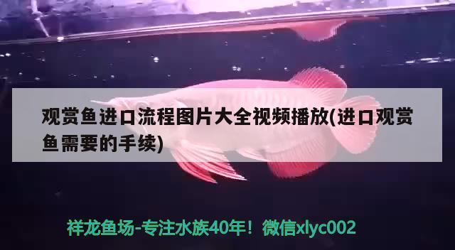 觀賞魚進(jìn)口流程圖片大全視頻播放(進(jìn)口觀賞魚需要的手續(xù)) 觀賞魚進(jìn)出口 第1張