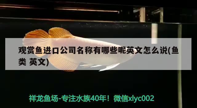 鶴頂紅魚如何分辨公和母的，如何辨認金魚的公和母