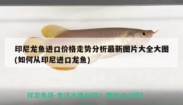 印尼龍魚進口價格走勢分析最新圖片大全大圖(如何從印尼進口龍魚)