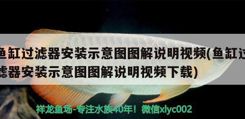 魚缸過濾器安裝示意圖圖解說明視頻(魚缸過濾器安裝示意圖圖解說明視頻下載) 祥龍藍(lán)珀金龍魚