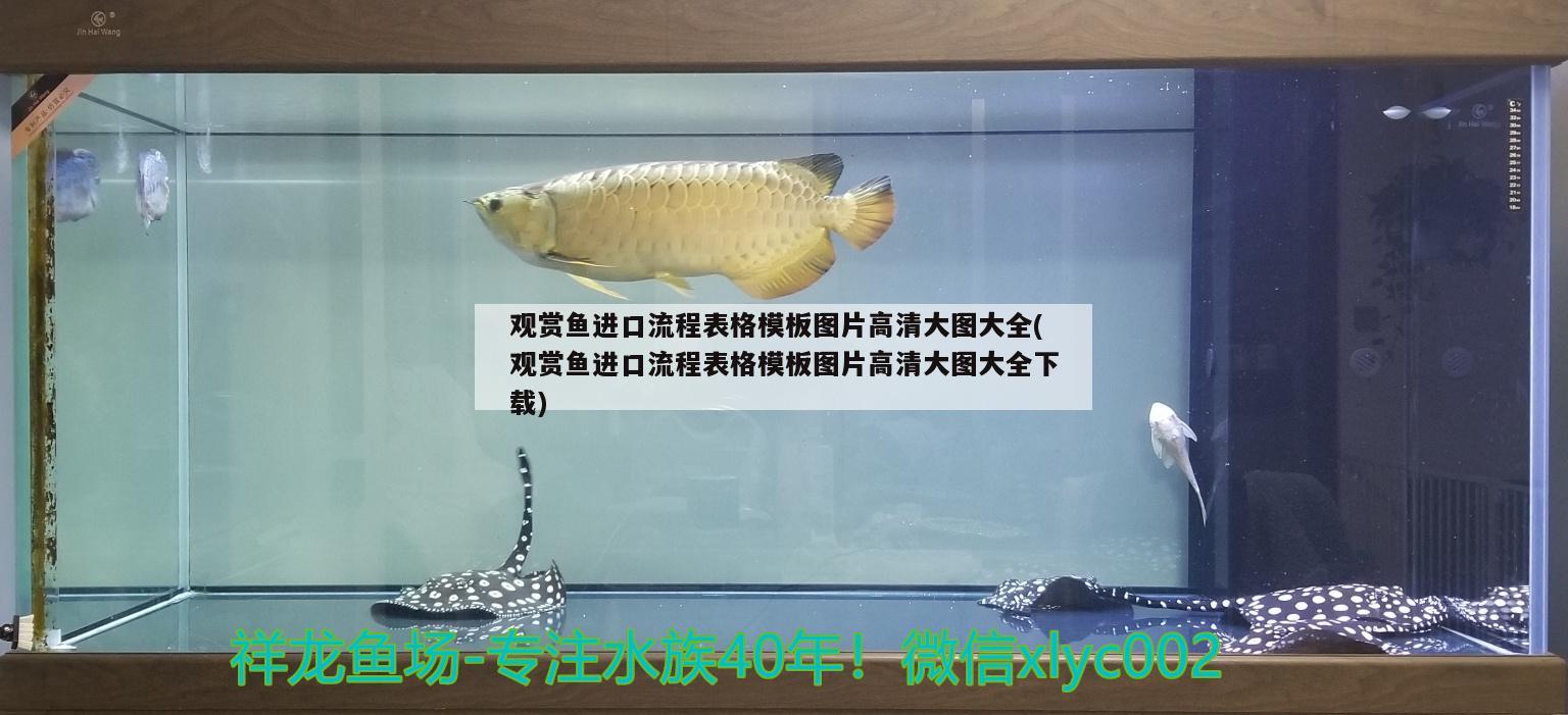 觀賞魚進(jìn)口清關(guān)流程圖解大全圖片及價(jià)格表視頻(香港觀賞魚清關(guān)) 觀賞魚進(jìn)出口