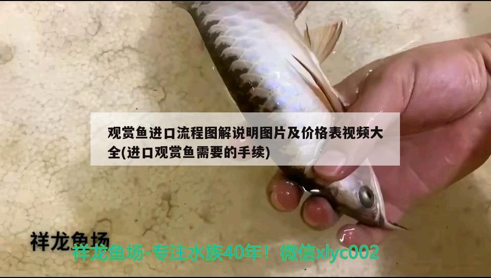 觀賞魚進口流程圖解說明圖片及價格表視頻大全(進口觀賞魚需要的手續(xù)) 觀賞魚進出口