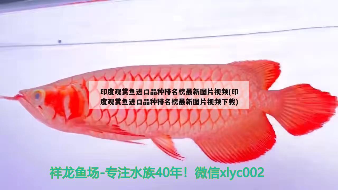 印度觀賞魚進口品種排名榜最新圖片視頻(印度觀賞魚進口品種排名榜最新圖片視頻下載)