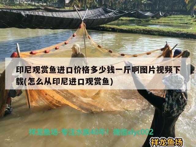 印尼觀賞魚進(jìn)口價(jià)格多少錢一斤啊圖片視頻下載(怎么從印尼進(jìn)口觀賞魚) 觀賞魚進(jìn)出口