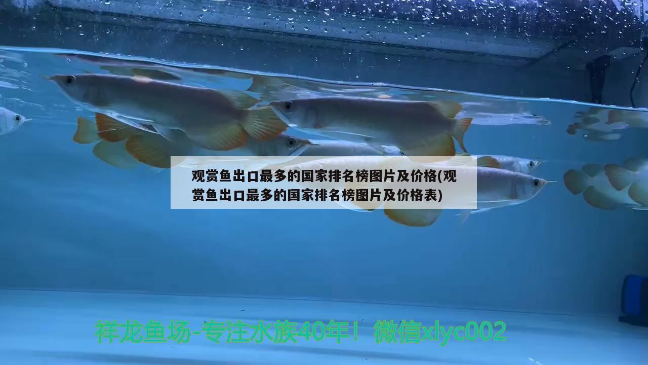 丹東二手魚缸交易市場在哪里（丹東賣魚缸的地方）