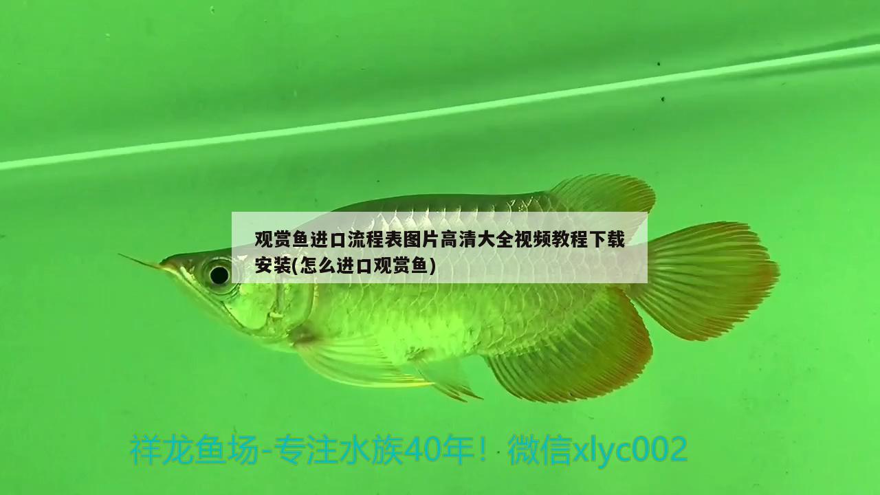 觀賞魚進口流程表圖片高清大全視頻教程下載安裝(怎么進口觀賞魚) 觀賞魚進出口