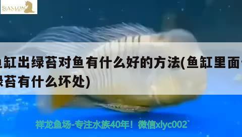 魚缸出綠苔對魚有什么好的方法(魚缸里面長綠苔有什么壞處)