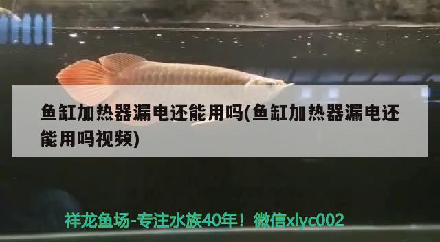 魚缸加熱器漏電還能用嗎(魚缸加熱器漏電還能用嗎視頻) 慈雕魚 第1張