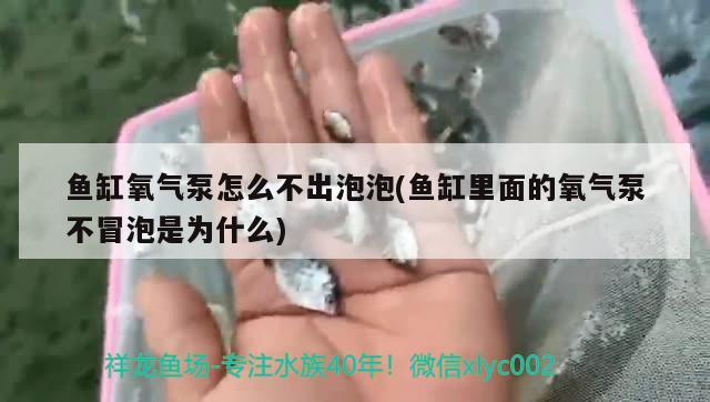 魚缸氧氣泵怎么不出泡泡(魚缸里面的氧氣泵不冒泡是為什么) 鴨嘴鯊魚