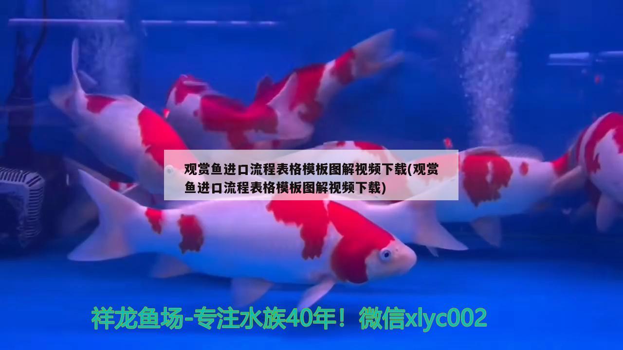 觀賞魚進(jìn)口流程表格模板圖解視頻下載(觀賞魚進(jìn)口流程表格模板圖解視頻下載) 觀賞魚進(jìn)出口