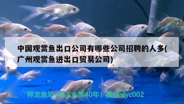 紅嘴觀賞魚真是長什么樣圖片（紅嘴巴魚圖片大全） 觀賞魚