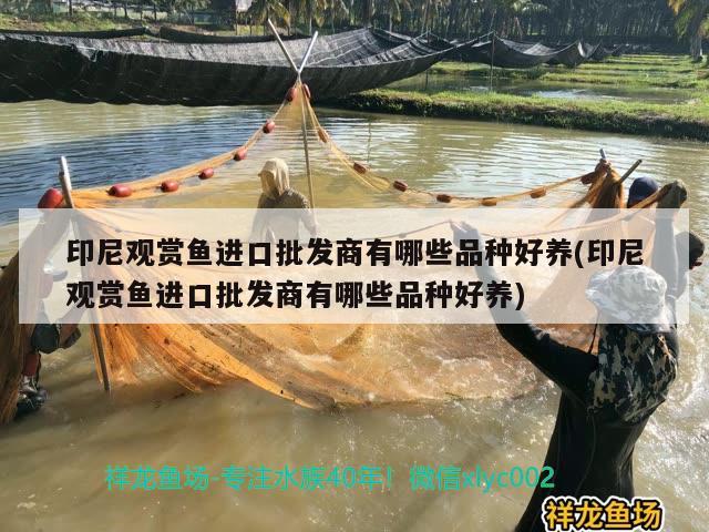 印尼觀賞魚進口批發(fā)商有哪些品種好養(yǎng)(印尼觀賞魚進口批發(fā)商有哪些品種好養(yǎng)) 觀賞魚進出口