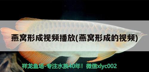 網(wǎng)上哪個(gè)平臺(tái)魚(yú)缸賣的好?。ňW(wǎng)上哪個(gè)平臺(tái)魚(yú)缸賣的好啊視頻） 博特水族