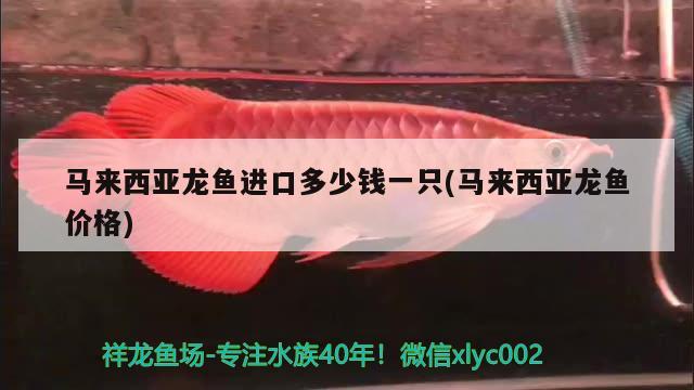 馬來西亞龍魚進(jìn)口多少錢一只(馬來西亞龍魚價(jià)格) 觀賞魚進(jìn)出口