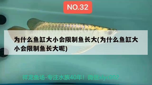 為什么魚缸大小會限制魚長大(為什么魚缸大小會限制魚長大呢) 七彩神仙魚