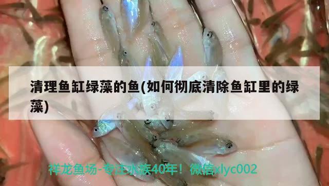 清理魚缸綠藻的魚(如何徹底清除魚缸里的綠藻)