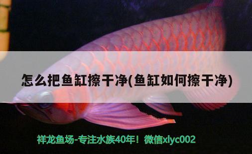 怎么把魚缸擦干凈(魚缸如何擦干凈)