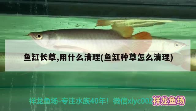 魚缸長草,用什么清理(魚缸種草怎么清理) 藍帆三間魚