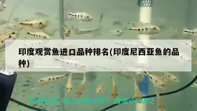 印度觀賞魚進口品種排名(印度尼西亞魚的品種)