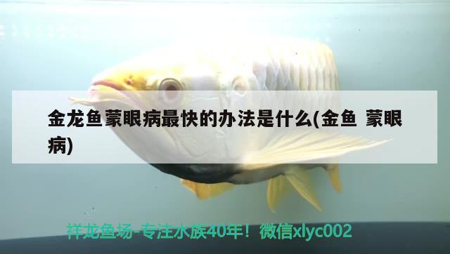 金龍魚蒙眼病最快的辦法是什么(金魚蒙眼病)