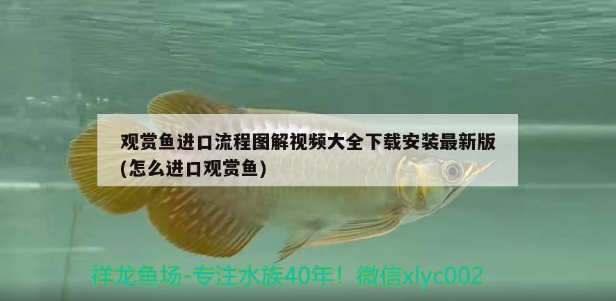 觀賞魚進(jìn)口流程圖解視頻大全下載安裝最新版(怎么進(jìn)口觀賞魚) 觀賞魚進(jìn)出口