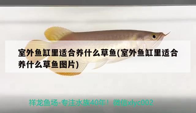 室外魚缸里適合養(yǎng)什么草魚(室外魚缸里適合養(yǎng)什么草魚圖片) 黃金河虎魚