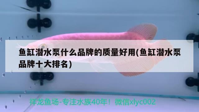 1.5米魚缸造景效果圖大全視頻(15米魚缸造景圖片大全) 戰(zhàn)車紅龍魚 第1張