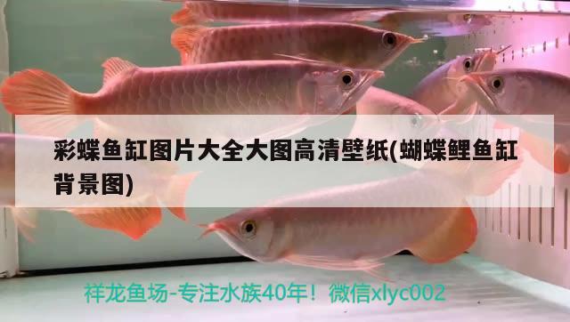 彩蝶魚(yú)缸圖片大全大圖高清壁紙(蝴蝶鯉魚(yú)缸背景圖) 蝴蝶鯉 第3張