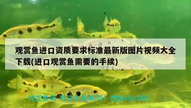 德州豹魚為什么不吃食：德州豹魚不吃飼料怎么辦 觀賞魚 第3張