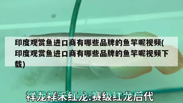 印度觀賞魚進(jìn)口商有哪些品種好賣呢圖片(印度進(jìn)口帶魚什么樣子的)