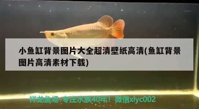 小魚缸背景圖片大全超清壁紙高清(魚缸背景圖片高清素材下載) iwish愛唯希品牌魚缸