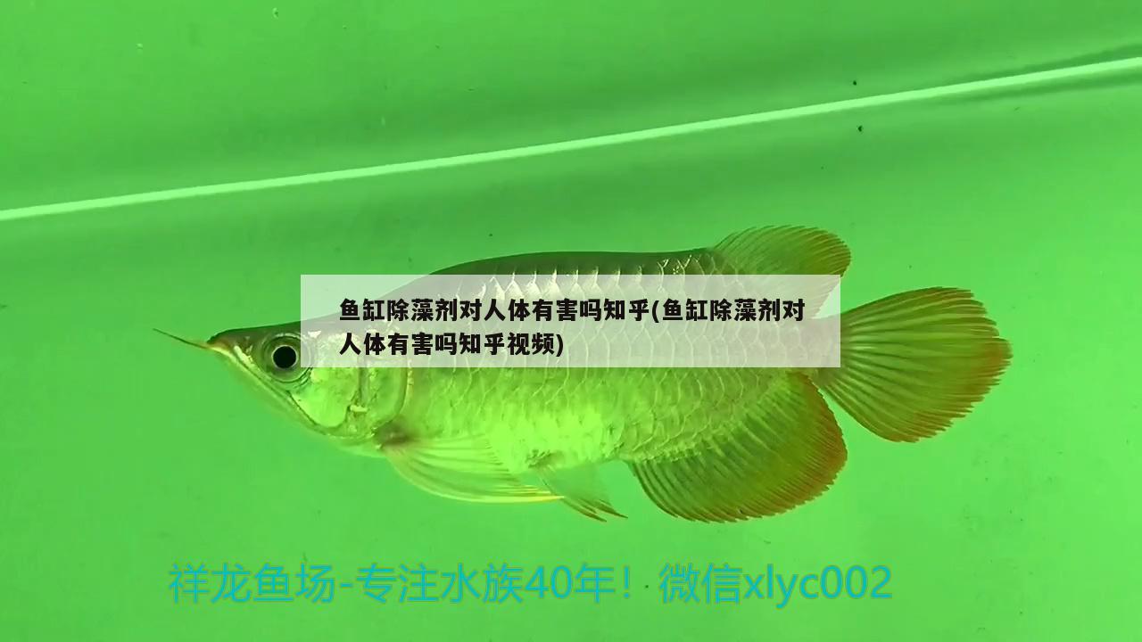 魚缸除藻劑對(duì)人體有害嗎知乎(魚缸除藻劑對(duì)人體有害嗎知乎視頻) 祥龍水族護(hù)理水