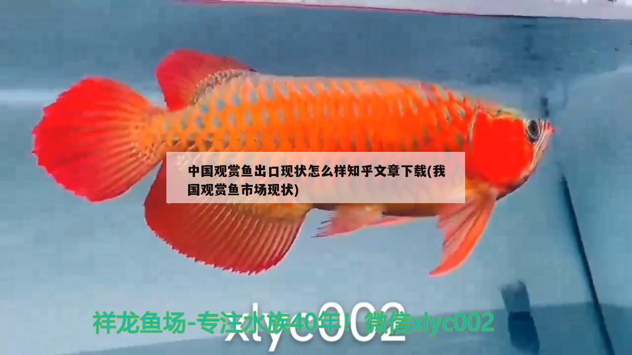 雪中紅魚多大能繁殖，雪中紅魚可以和孔雀魚混養(yǎng)嗎 觀賞魚 第3張