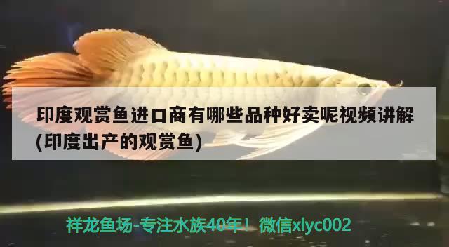 印度觀賞魚進口商有哪些品種好賣呢視頻講解(印度出產的觀賞魚) 觀賞魚進出口