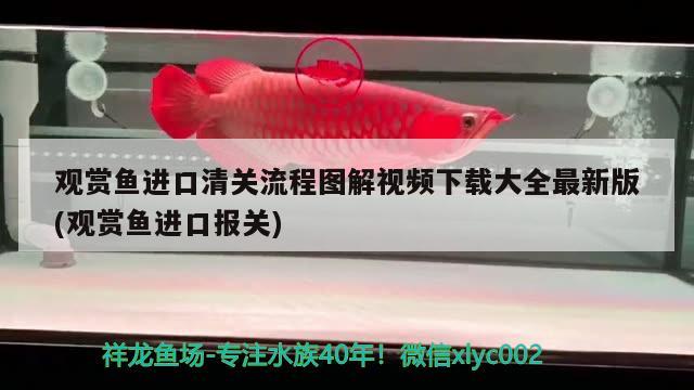 觀賞魚進(jìn)口清關(guān)流程圖解視頻下載大全最新版(觀賞魚進(jìn)口報(bào)關(guān)) 觀賞魚進(jìn)出口 第1張