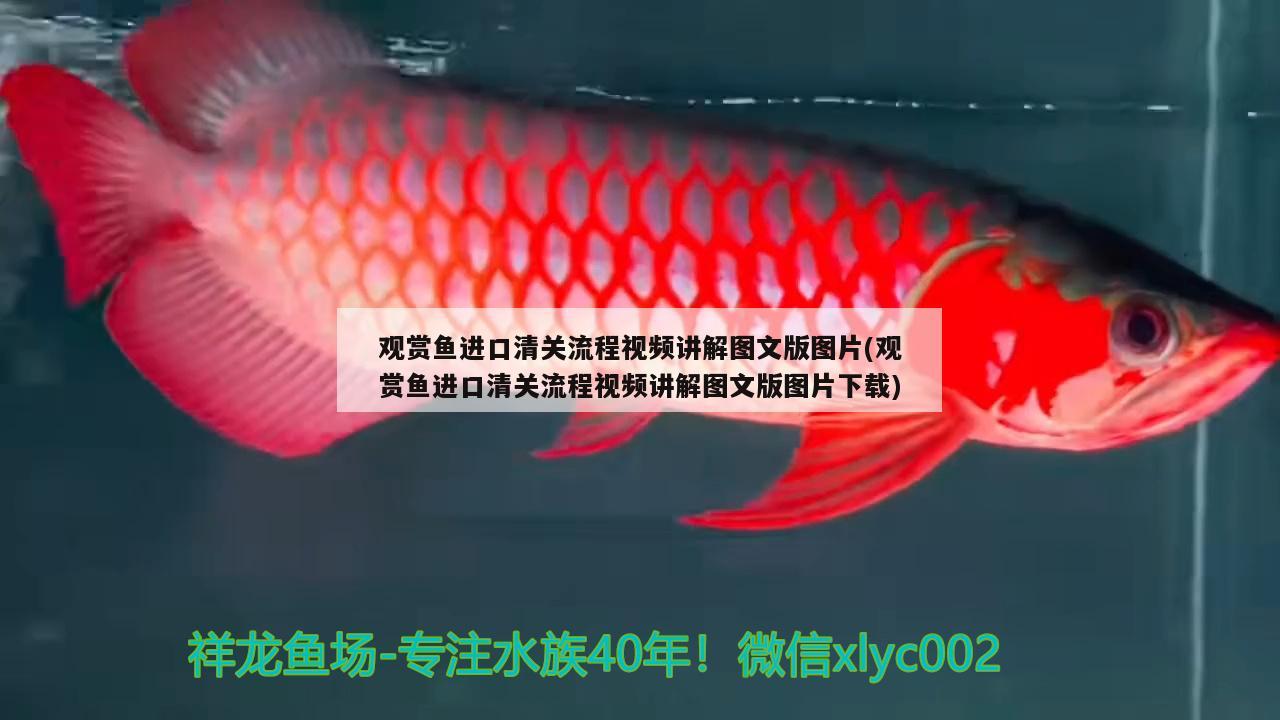 實在想不出用什么標題 祥龍赫舞紅龍魚 第2張