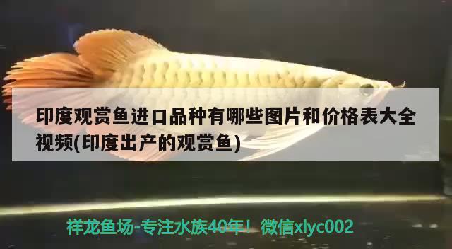 印度觀賞魚進(jìn)口品種有哪些圖片和價(jià)格表大全視頻(印度出產(chǎn)的觀賞魚) 觀賞魚進(jìn)出口