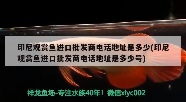 上海觀賞魚批發(fā)中心電話號(hào)碼多少(上海觀賞魚批發(fā)中心電話號(hào)碼多少啊) 粗線銀版魚苗 第1張