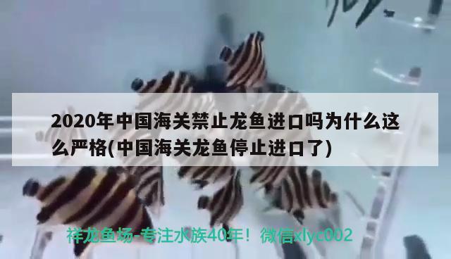 2020年中國海關(guān)禁止龍魚進(jìn)口嗎為什么這么嚴(yán)格(中國海關(guān)龍魚停止進(jìn)口了) 觀賞魚進(jìn)出口