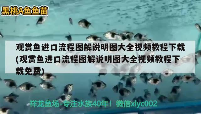 觀賞魚進口流程圖解說明圖大全視頻教程下載(觀賞魚進口流程圖解說明圖大全視頻教程下載免費) 觀賞魚進出口