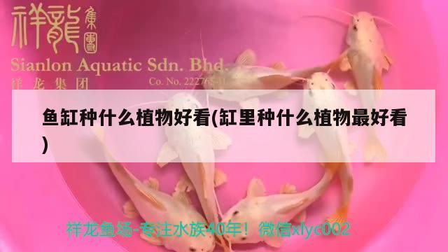 魚缸種什么植物好看(缸里種什么植物最好看)