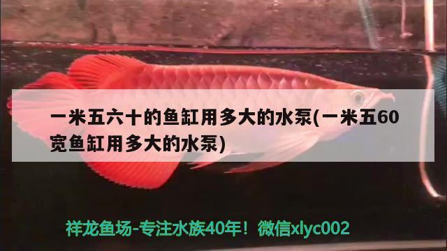 一米五六十的魚缸用多大的水泵(一米五60寬魚缸用多大的水泵) 戰(zhàn)車紅龍魚