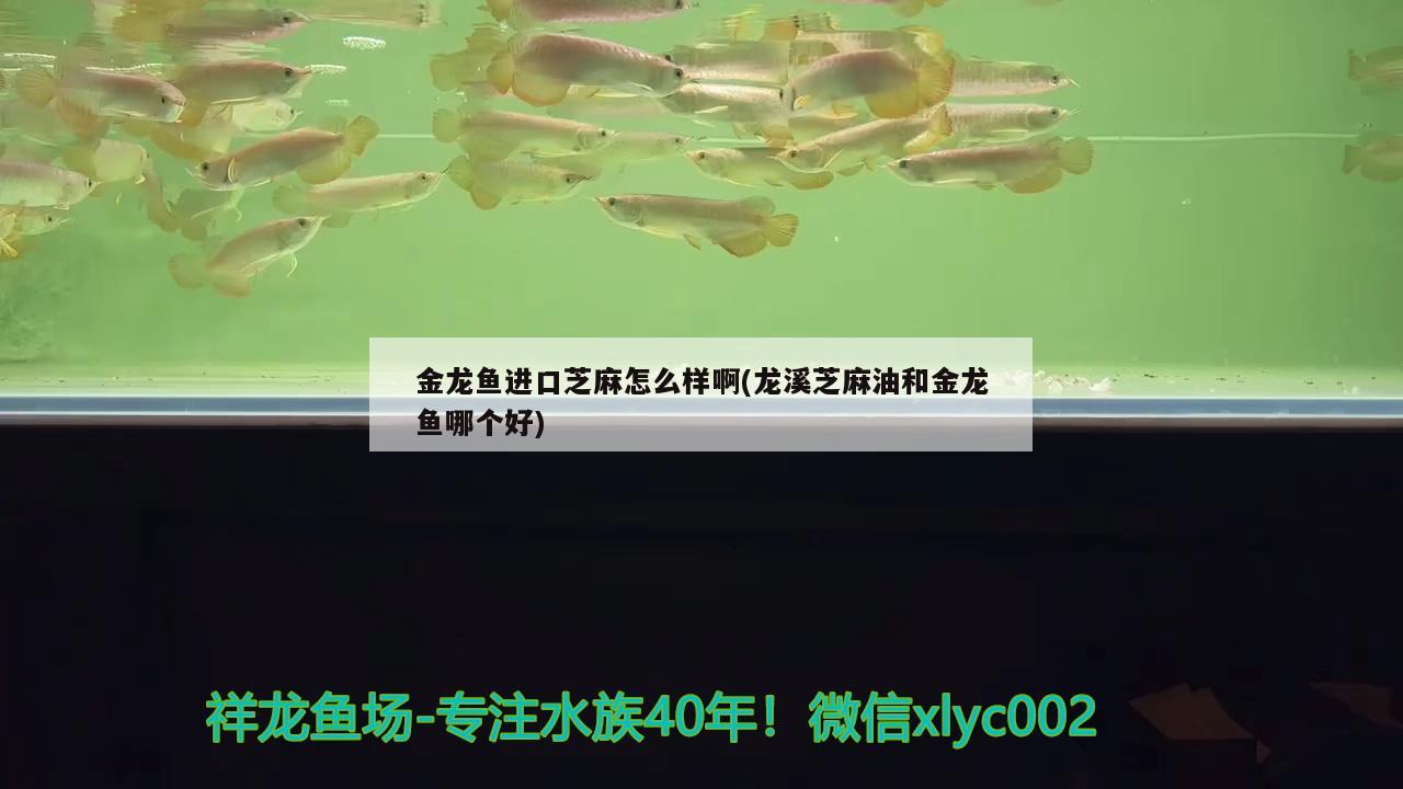 金龍魚進口芝麻怎么樣啊(龍溪芝麻油和金龍魚哪個好)