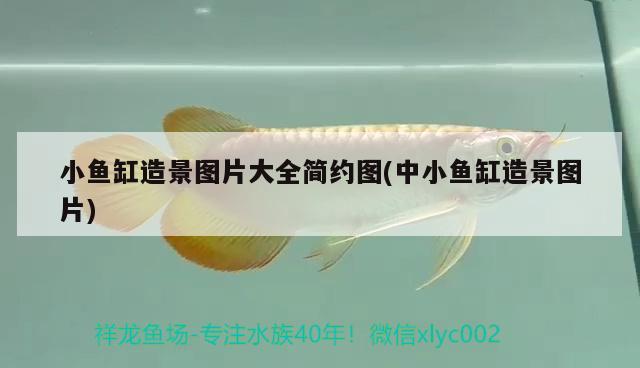 小魚缸造景圖片大全簡約圖(中小魚缸造景圖片) 金龍福龍魚