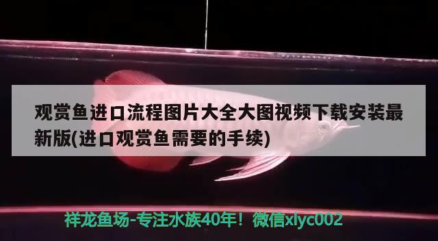 觀賞魚進(jìn)口流程圖片大全大圖視頻下載安裝最新版(進(jìn)口觀賞魚需要的手續(xù))