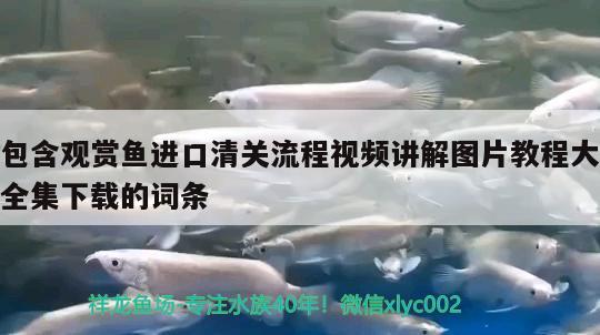 包含觀賞魚進(jìn)口清關(guān)流程視頻講解圖片教程大全集下載的詞條 觀賞魚進(jìn)出口