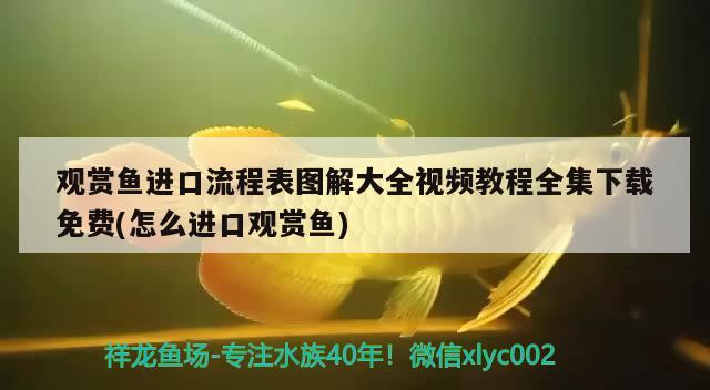 觀賞魚進口流程表圖解大全視頻教程全集下載免費(怎么進口觀賞魚) 觀賞魚進出口