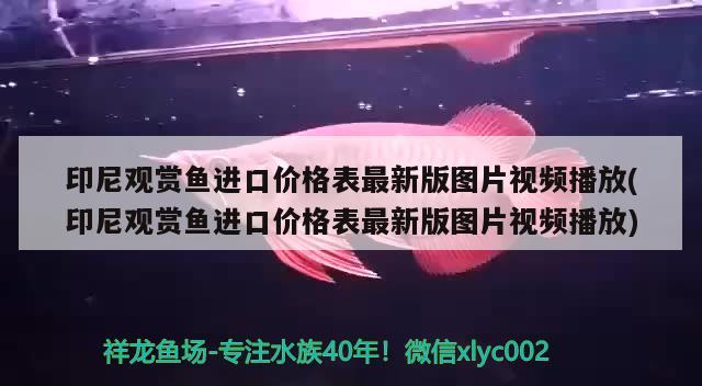 印尼觀賞魚進口價格表最新版圖片視頻播放(印尼觀賞魚進口價格表最新版圖片視頻播放) 觀賞魚進出口